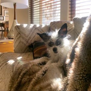 Meet your Posher, Joey